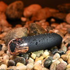 Gender X THE GOLD STANDARD - Black/Rose Gold 10 cm USB Rechargeable Bullet - Hush Store Sydney 